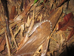 Cyrtodactylus tripuraensis