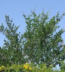 Afrocanthium mundianum