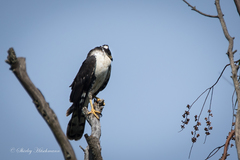 Accipiter melanoleucus