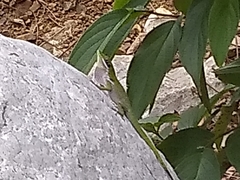 Anolis chlorocyanus