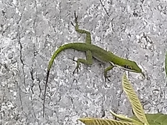 Anolis chlorocyanus