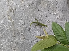 Anolis chlorocyanus