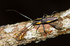 Leptonota bordoni