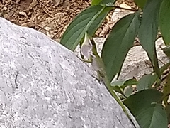 Anolis chlorocyanus