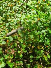 Nertera scapanioides