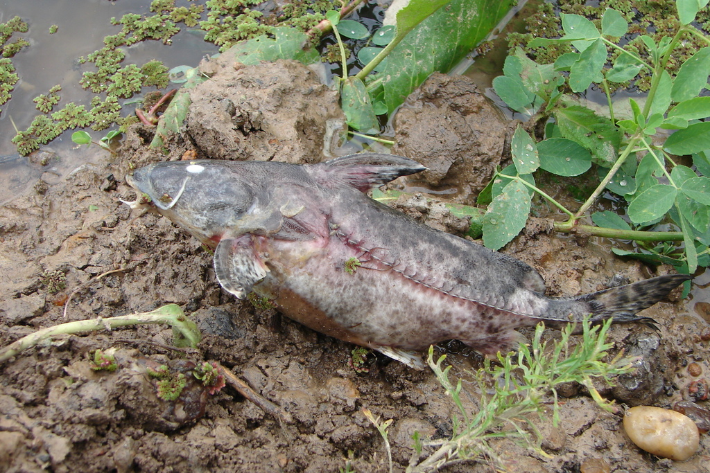 Rhinodoras dorbignyi