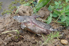 Rhinodoras dorbignyi