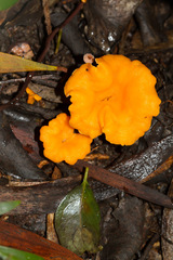 Cantharellus garnierii