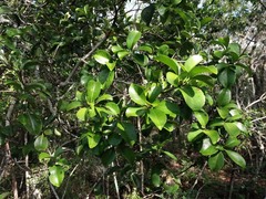 Denhamia fournieri