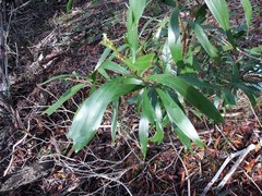 Acacia spirorbis