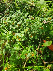 Nertera scapanioides