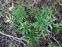 Rauvolfia semperflorens