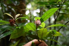 Psychotria urbaniana