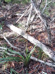 Dianella adenanthera