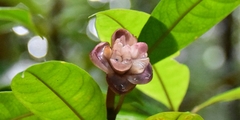 Psychotria urbaniana