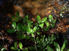 Glochidion billardierei