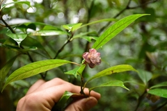 Psychotria urbaniana