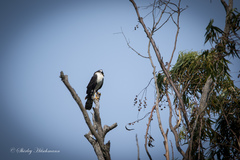 Accipiter melanoleucus