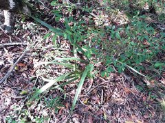 Dianella adenanthera