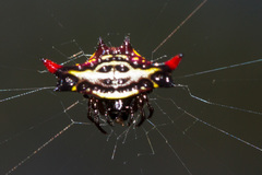 Gasteracantha westringi