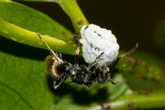 Polyrhachis guerini