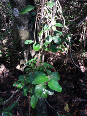 Gynochthodes myrtifolia