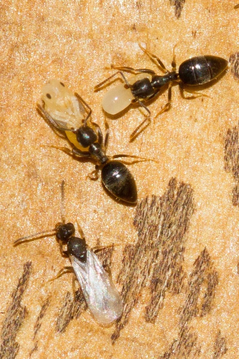 Technomyrmex vitiensis