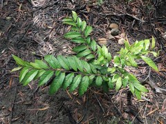 Diospyros fasciculosa