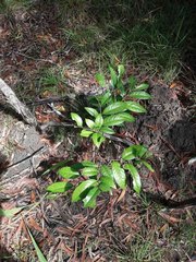 Diospyros fasciculosa