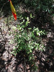 Elaeodendron curtipendulum