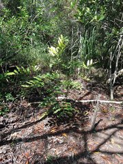 Podonephelium davidsonii