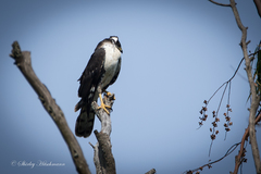 Accipiter melanoleucus