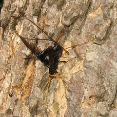 Megarhyssa atrata