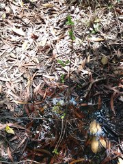 Atractocarpus platyxylon