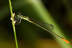 Agriocnemis exsudans