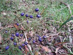 Dianella adenanthera