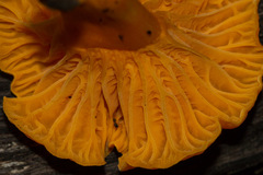 Cantharellus garnierii