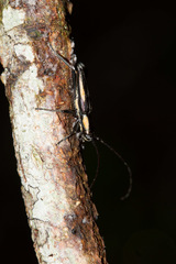 Leptonota bordoni