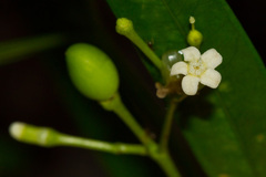 Rauvolfia semperflorens