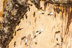 Technomyrmex vitiensis