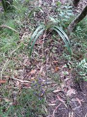 Dianella adenanthera