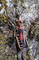 Dictyophorus griseus