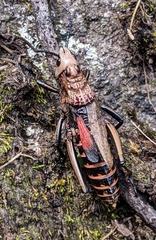 Dictyophorus griseus