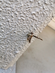 Lepidoptera
