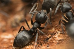 Technomyrmex brunneus