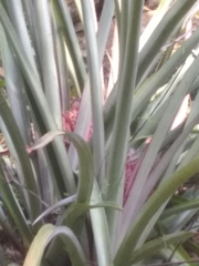 Ananas comosus
