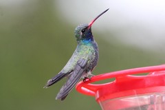 Cynanthus latirostris