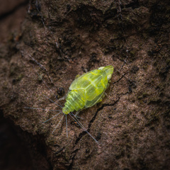 Tropiduchinae