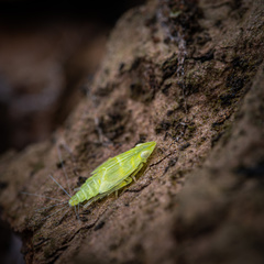 Tropiduchinae