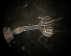 Paraeuchaeta norvegica